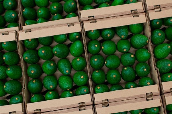 Precio de la palta mexicana se dispara en EEUU