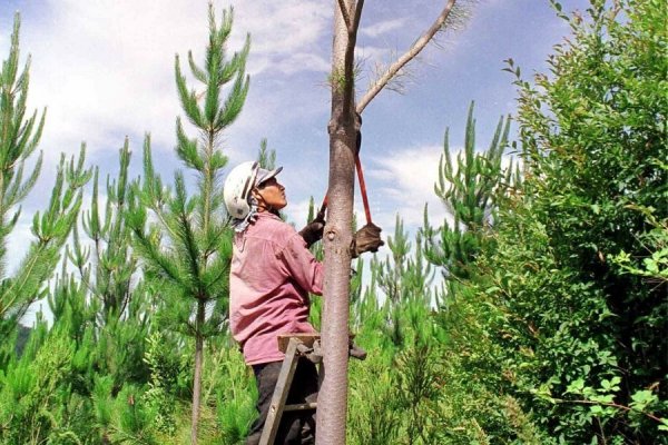 ¿Eres tú Masisa? Uruguaya Agroempresa Forestal buscará comprar más activos forestales en Chile