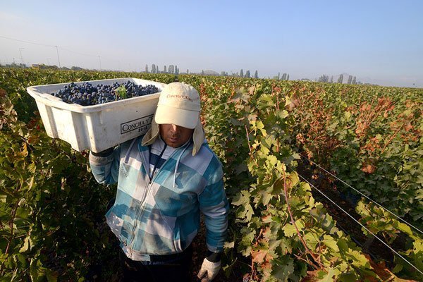 <p>Concha y Toro planea invertir US$ 50 millones este año y prevé un aumento en sus utilidades</p>