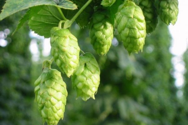 Logran cosechar lúpulo en Valdivia con el que lanzan cerveza experimental
