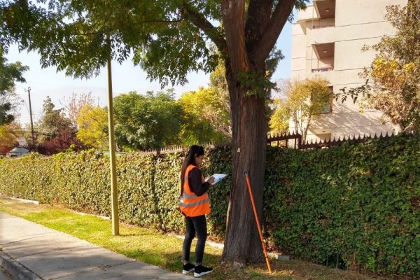 La empresa chilena que realiza radiografías para detectar la salud de los árboles