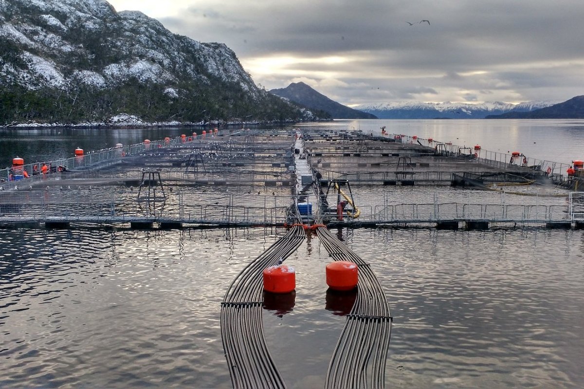 <p>Sernapesca inicia investigación contra Nova Austral por presunta adulteración de índices de mortalidad de salmones en Magallanes</p>
