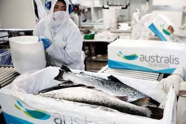 Australis SeaFoods compra pesquera en Punta Arenas por US$ 26,5 millones