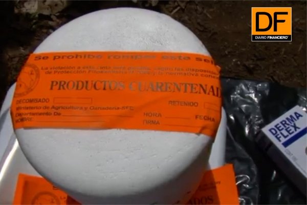 <p>Análisis del editor: Agresiva plaga amenaza producción de bananos en Latinoamérica</p>