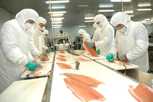 Salmonera Nova Austral podría tener fuerte disminución de producción durante 2020