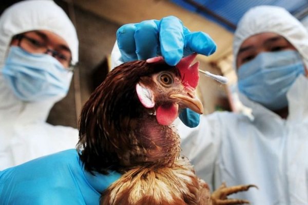 Costa Rica se suma a lista de países que suspenden importaciones avícolas desde Chile por brote de influenza aviar