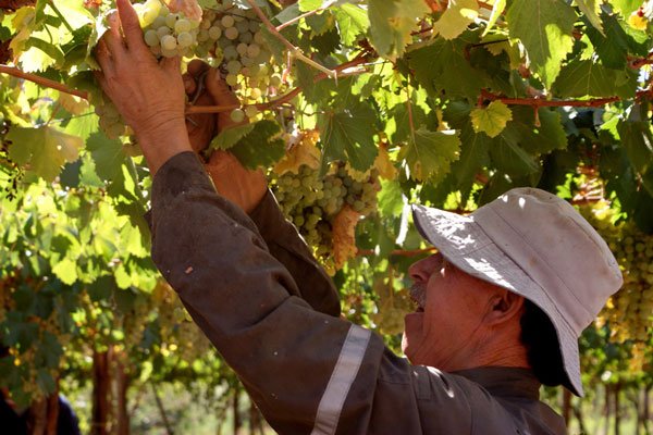 Pisco chileno gana juicio en Tribunal de Comercio Internacional