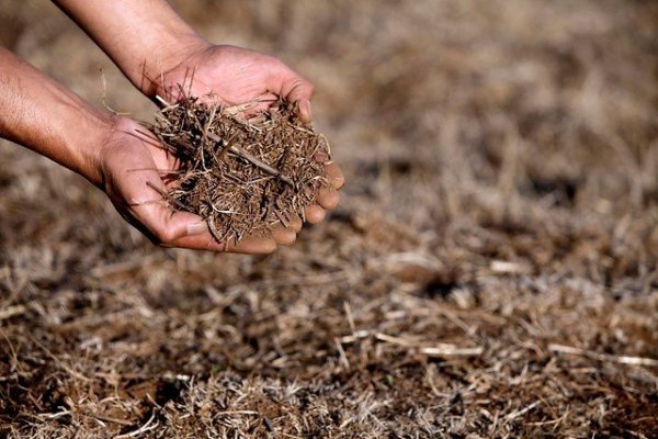 Ganaderos, apicultores y frutilleros, testimonios del tormento de la sequía en el país