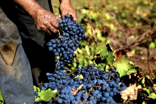 <p>Viña San Pedro disminuye costos de venta durante el tercer trimestre de 2019</p>