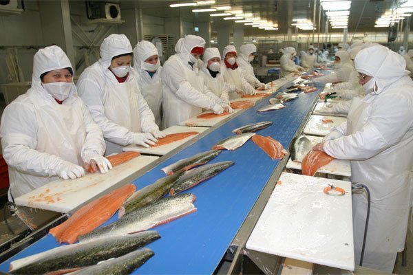 <p>Salmones Austral buscará salir a bolsa para financiar planes de crecimiento</p>