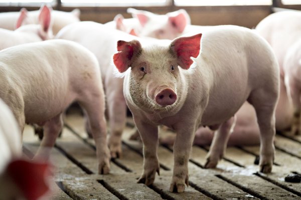 Perú busca igualar a Chile y vender la misma cantidad de carne de cerdo al mundo