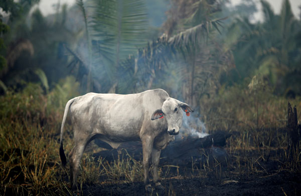 Inversionistas boicotean a Brasil debido a preocupaciones sobre deforestación del Amazonas
