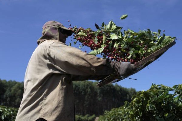 FT: Productores latinoamericanos de commodities reciben fuerte impulso de sus debilitadas monedas locales
