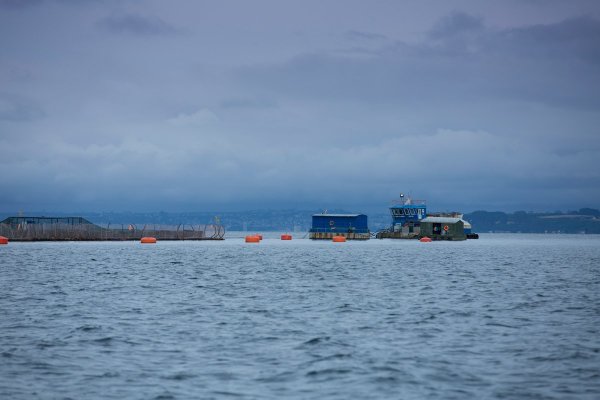 <p>Salmones Austral inicia inscripción de acciones para apertura a la bolsa en 2020</p>