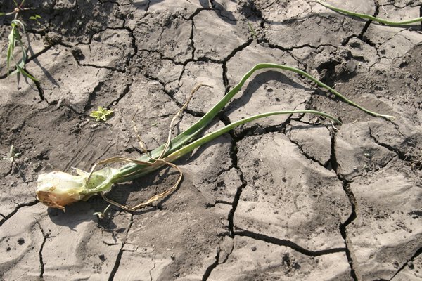 La lucha por el clima "pende de un hilo" con las conversaciones de la ONU contra reloj
