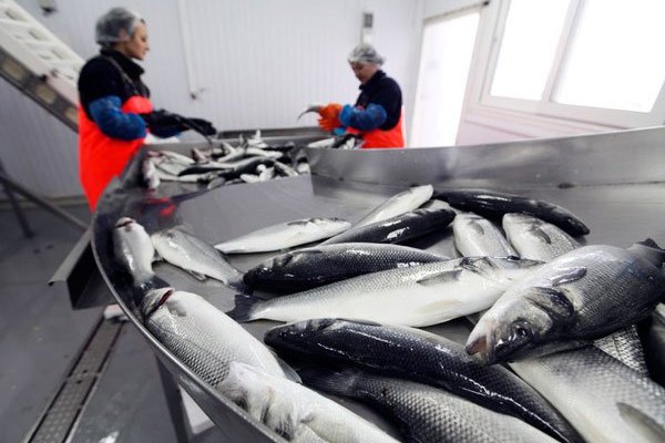 Empresas que deberán pagar impuesto verde se reducen y pesqueras adecúan procesos productivos