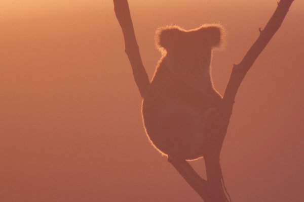 WWF estima en más de un billón los animales muertos por incendios en Australia y llama a Chile a reforzar la prevención