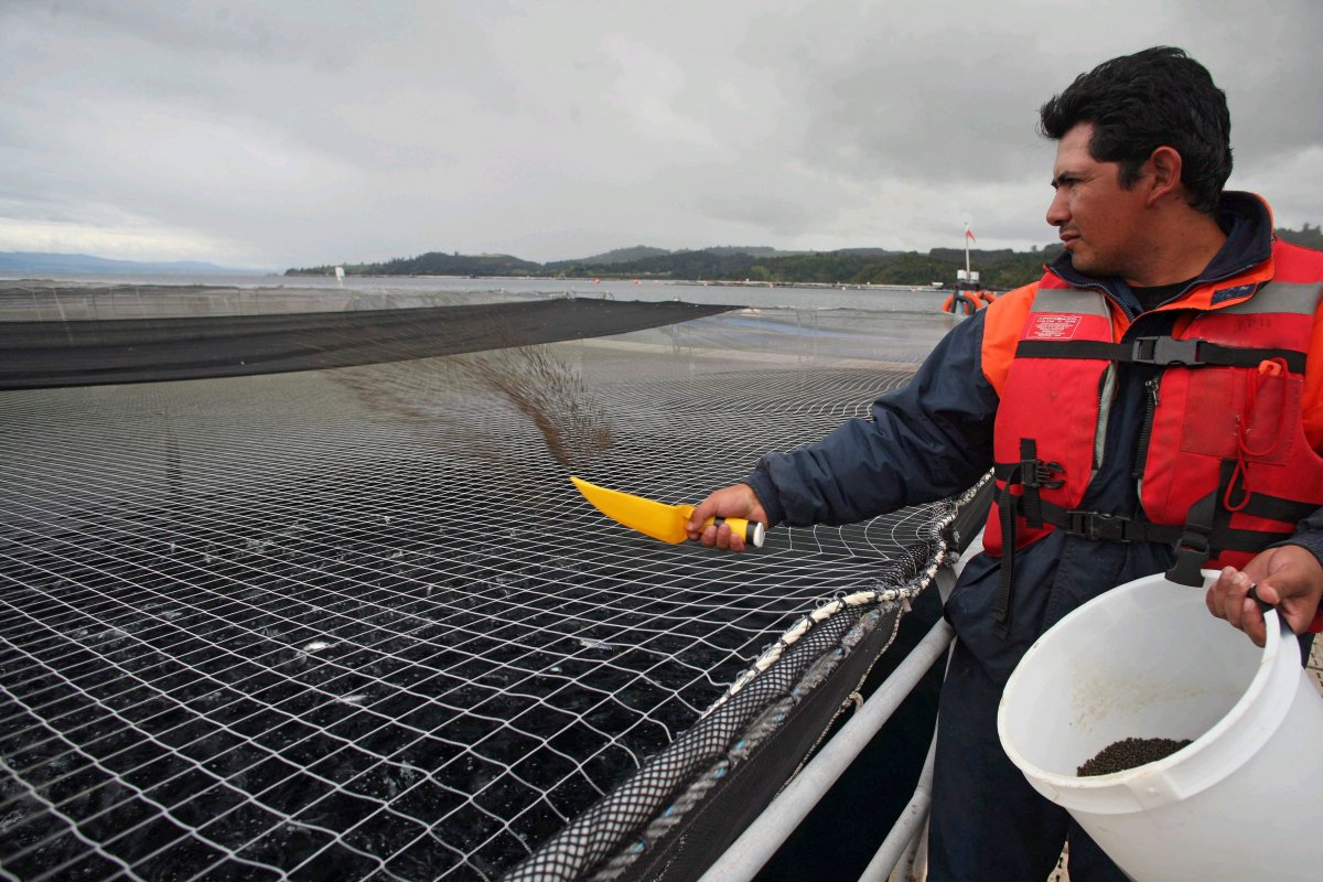 <p>Peruana Salmofood pide que se corrija requerimiento de colusión de proveedores del salmón</p>