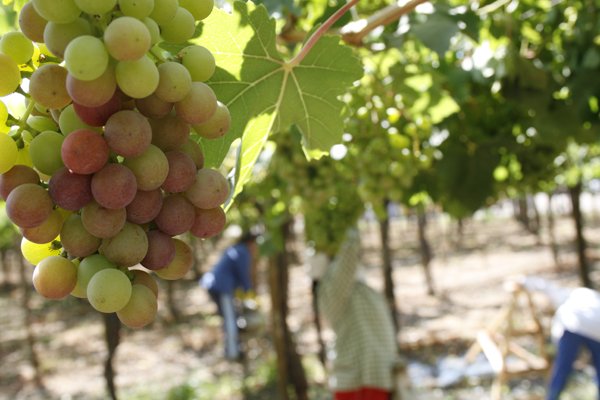 Asoex monitorea impactos por lluvias en el norte y ya se registran daños acotados en uva de mesa