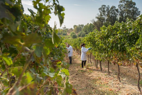 Centro de Investigación de Concha y Toro amplía estudio sobre impacto del cambio climático en los viñedos