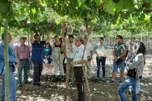 Consorcio Tecnológico de la Fruta de Asoex presenta avances en el desarrollo de nuevas variedades de uvas