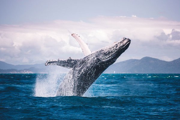 Experto del FMI propone declarar a la ballena azul como un bien internacional