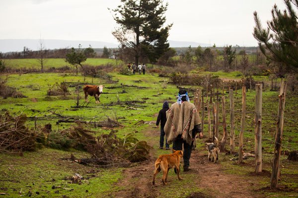 Tierras indígenas: Conadi compró 13 mil hectáreas en 2019