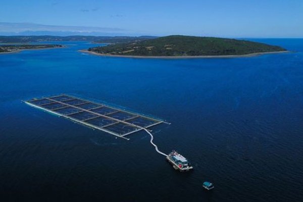 Cermaq cierra dos plantas acusando temas regulatorios e industria salmonera operará tres meses a media capacidad