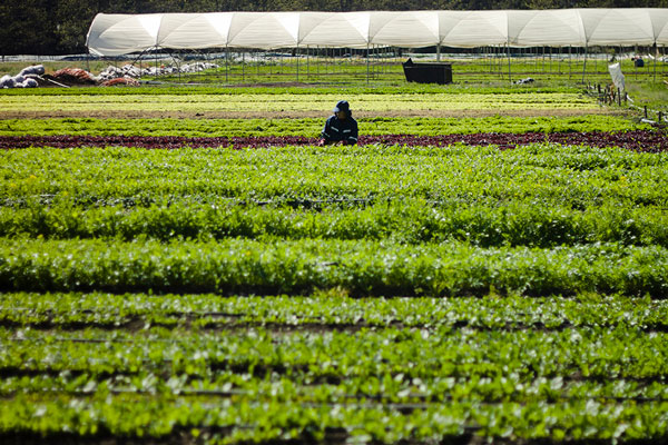 Hacienda atenuó vía decreto alza de las contribuciones de los bienes raíces agrícolas este año