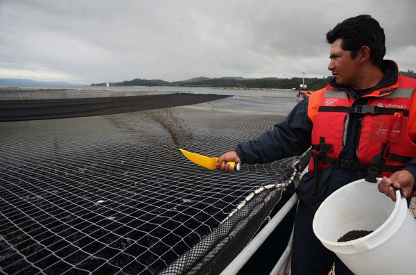 <p>Salmofood niega acusación de la FNE por colusión en alimentos el salmón</p>