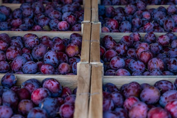 La sequía se ensaña con las ciruelas