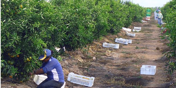 INE y Odepa reagendan inicio de nuevo censo agropecuario y forestal 2020