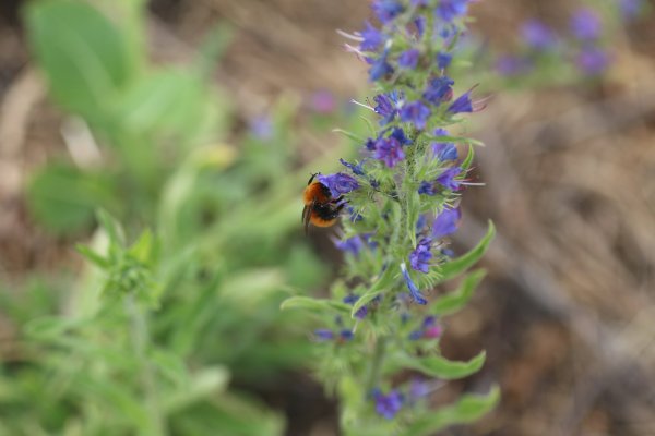El plan de Viña Aresti y la U. Católica del Maule para conservar abejas endémicas en peligro de extinción en el Valle de Curicó