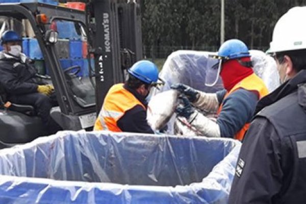 Tras escape desde centro de cultivo, Blumar recuperó 8.476 salmones