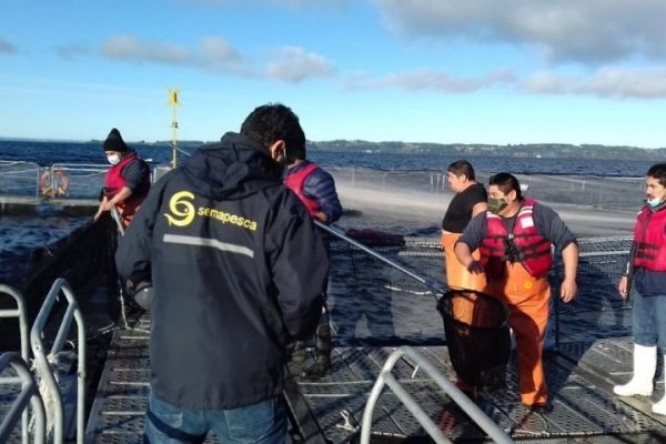 Sernapesca fiscaliza fuga de salmones en Lago Llanquihue y empresa denuncia un atentado