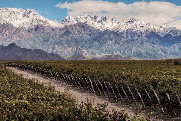 <p>Concha y Toro producirá en Argentina su marca de vino más exitosa y espera estar en el top 10 en unos años</p>