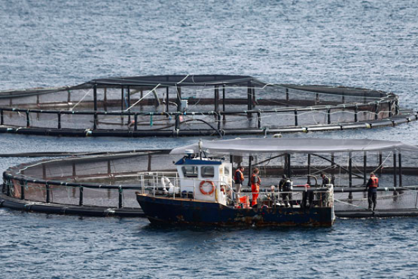 Blumar ha recuperado más de 23 mil especies y SMA ordena a la salmonera nuevas medidas