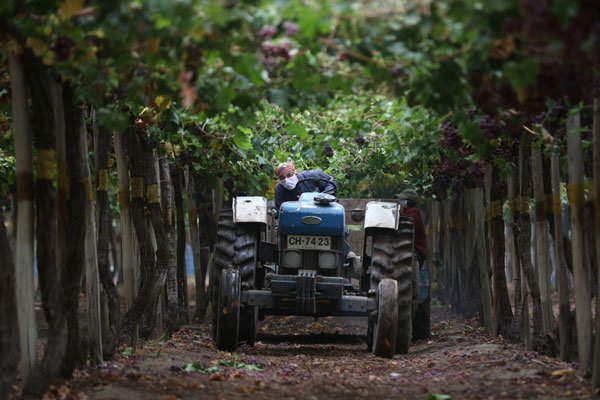 <p>En zonas como Curicó ha precipitado el doble que el año pasado. Foto: Reuters</p>