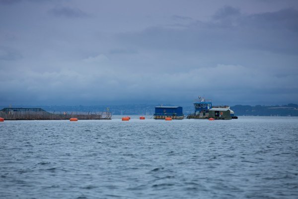 Salmones Austral estima pérdida de US$ 700 mil por virus ISA en dos jaulas en Magallanes