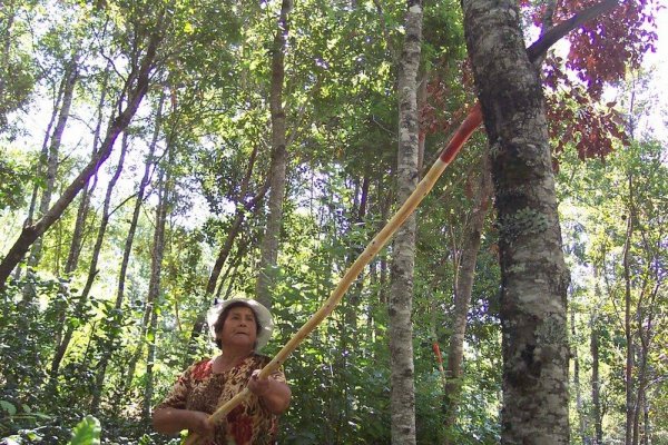 Conaf amplía plazos para postulaciones a concursos del Fondo de Ley del Bosque Nativo