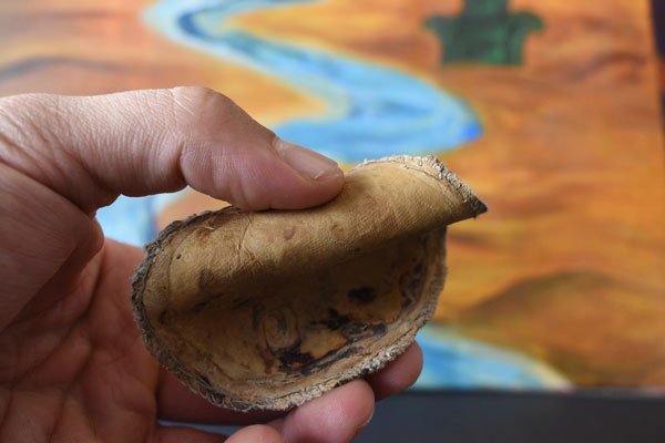 Emprendimiento local busca reemplazar el cuero animal por biomaterial en base a hongos