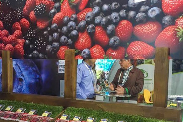 Comienza a operar Vitafoods: marca de productos congelados que nació de la fusión de Hortifrut y Alifrut
