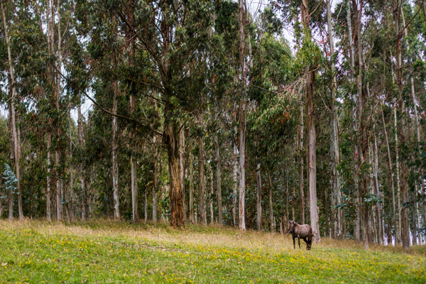 Las razones científicas para evitar cambiar bosques nativos por plantaciones agrícolas