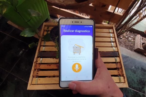 App móvil usa Inteligencia Artificial para “escuchar” a las abejas y detectar si están enfermas