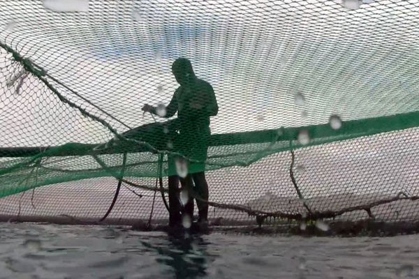 Diseñan solución que detecta rupturas en jaulas de cultivos de peces en forma temprana