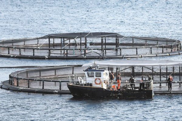 Subpesca impone mayores exigencias a jaulas salmoneras para evitar hundimientos y escape de peces