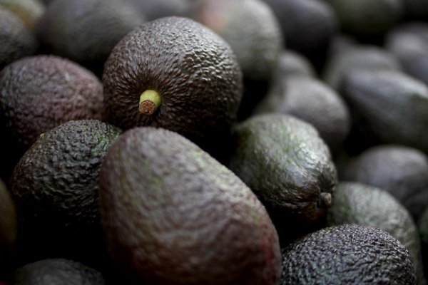 EFE: La palta, el "oro verde" que seca la zona central de Chile