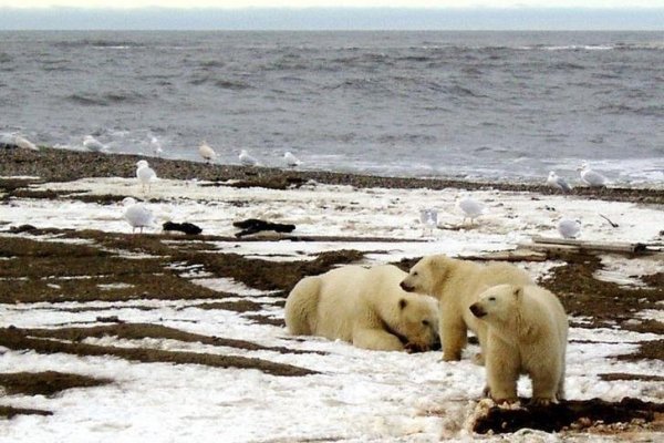 80% de los océanos podría verse afectado por el cambio climático en las próximas décadas