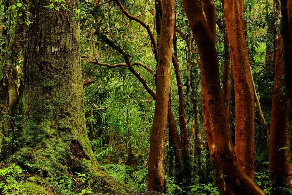 Las ventajas de las soluciones basadas en la naturaleza para enfrentar el cambio climático