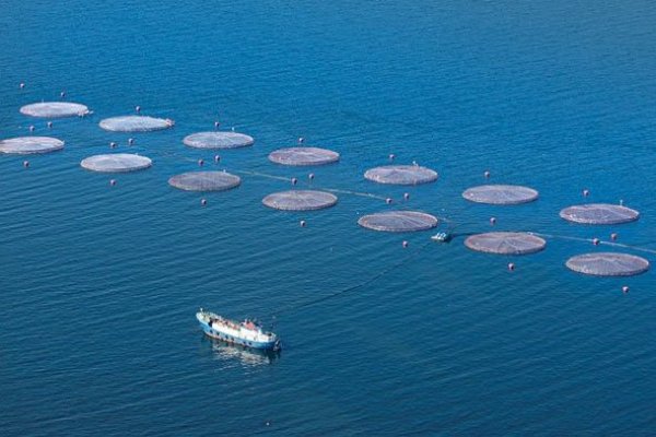 Salmoneras vuelven a las pérdidas afectadas por la baja de precios internacionales